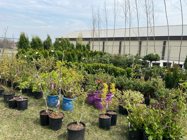 Image for Watertown Spring Nursery Stock Auction Announcement