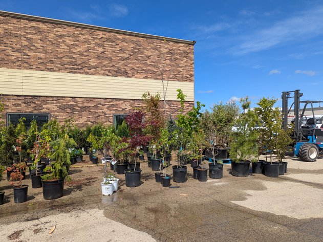 Image for Waupun Spring Nursery Stock Auction Announcement
