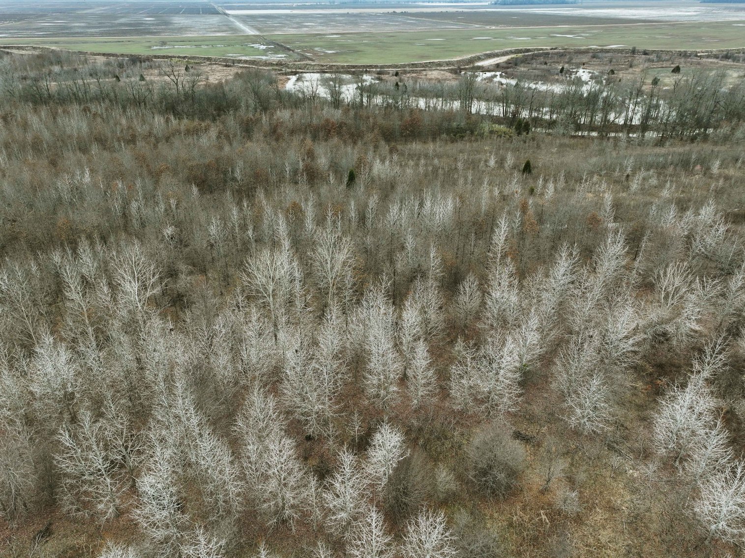 Image for 163.02 Acres +/-, County Line Road 832, Sikeston, MO 63801, MLS #25014302