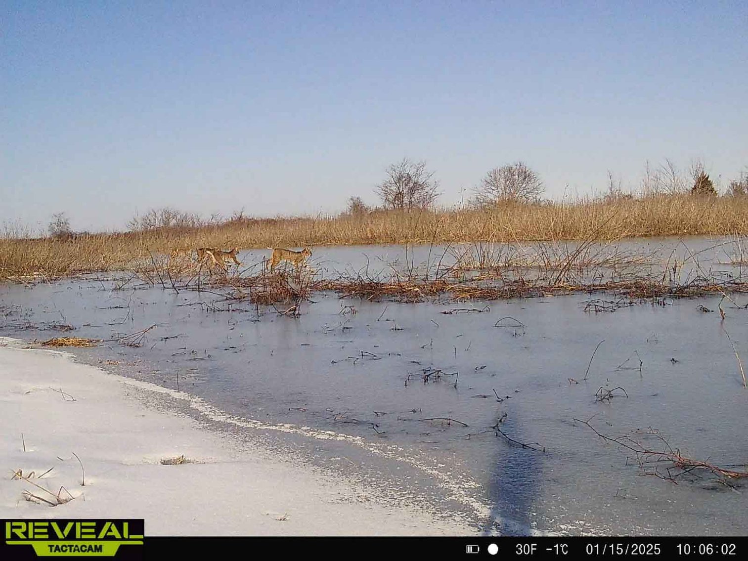 Image for 163.02 Acres +/-, County Line Road 832, Sikeston, MO 63801, MLS #25014302