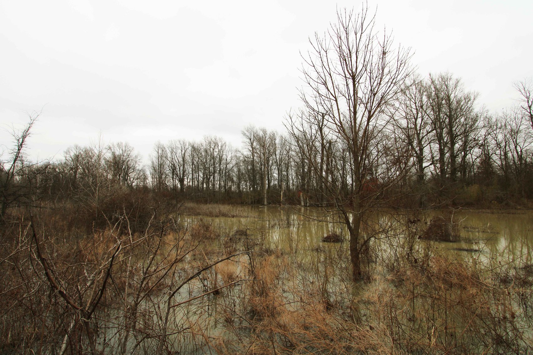 Image for 163.02 Acres +/-, County Line Road 832, Sikeston, MO 63801, MLS #25014302