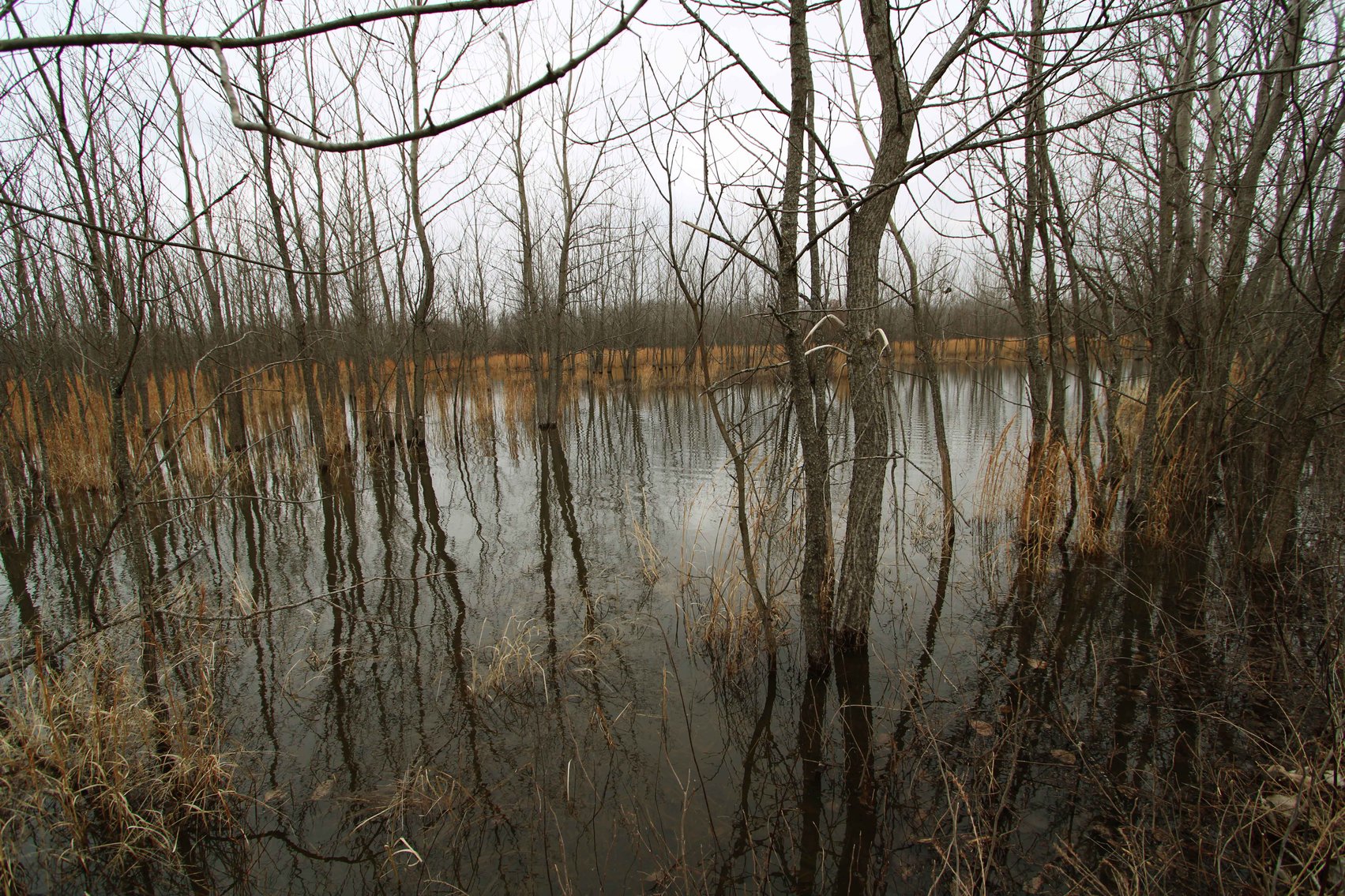 Image for 163.02 Acres +/-, County Line Road 832, Sikeston, MO 63801, MLS #25014302