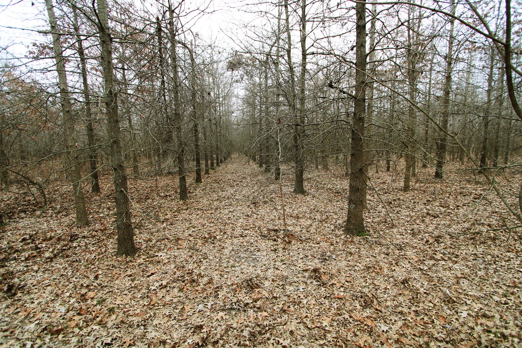 Image for 163.02 Acres +/-, County Line Road 832, Sikeston, MO 63801, MLS #25014302