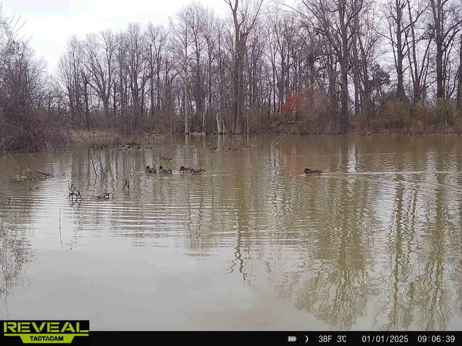 Image for 163.02 Acres +/-, County Line Road 832, Sikeston, MO 63801, MLS #25014302