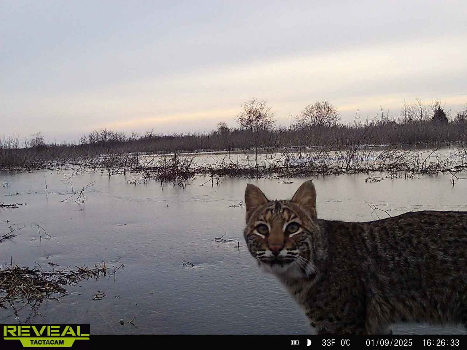 Image for 163.02 Acres +/-, County Line Road 832, Sikeston, MO 63801, MLS #25014302