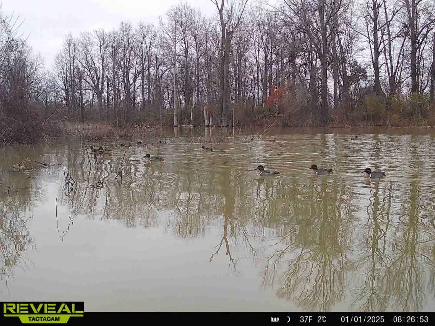 Image for 163.02 Acres +/-, County Line Road 832, Sikeston, MO 63801, MLS #25014302