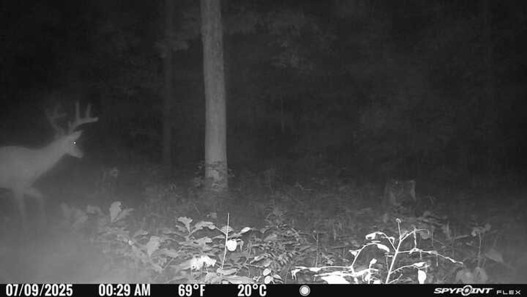 Image for 10755 BCR 418, Marble Hill MO 63764, 38 +/- Acres, MLS # 25049853