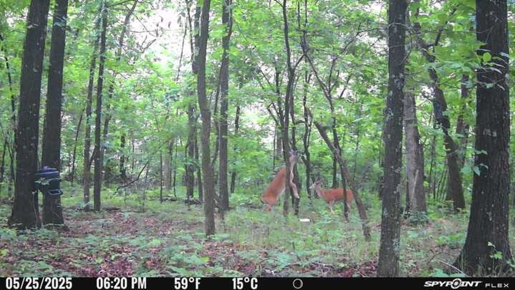 Image for 10755 BCR 418, Marble Hill MO 63764, 38 +/- Acres, MLS # 25049853
