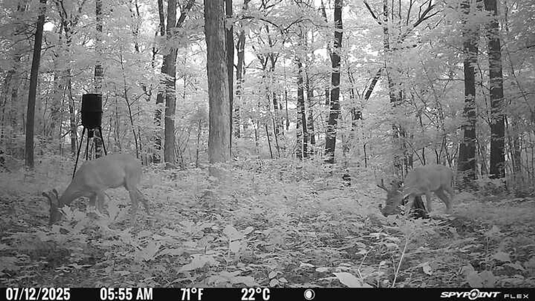 Image for 10755 BCR 418, Marble Hill MO 63764, 38 +/- Acres, MLS # 25049853