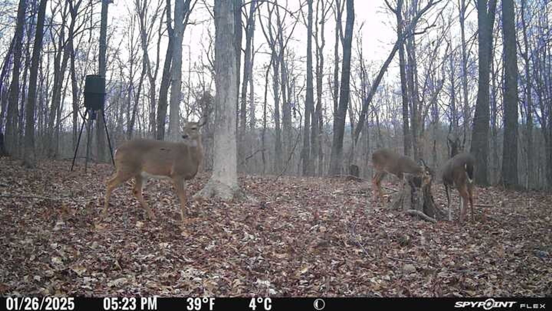 Image for 10755 BCR 418, Marble Hill MO 63764, 38 +/- Acres, MLS # 25049853