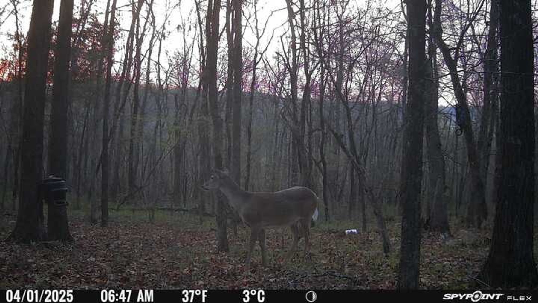 Image for 10755 BCR 418, Marble Hill MO 63764, 38 +/- Acres, MLS # 25049853