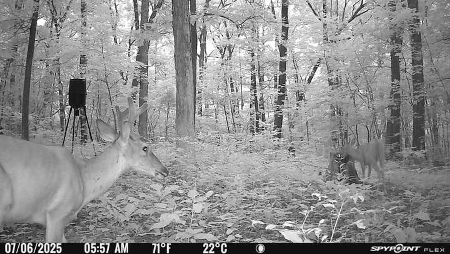 Image for 10755 BCR 418, Marble Hill MO 63764, 38 +/- Acres, MLS # 25049853