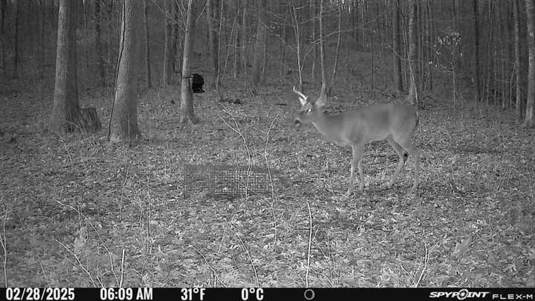 Image for 10755 BCR 418, Marble Hill MO 63764, 38 +/- Acres, MLS # 25049853