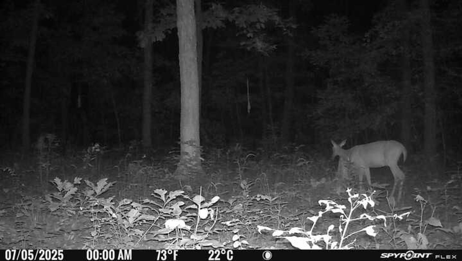 Image for 10755 BCR 418, Marble Hill MO 63764, 38 +/- Acres, MLS # 25049853