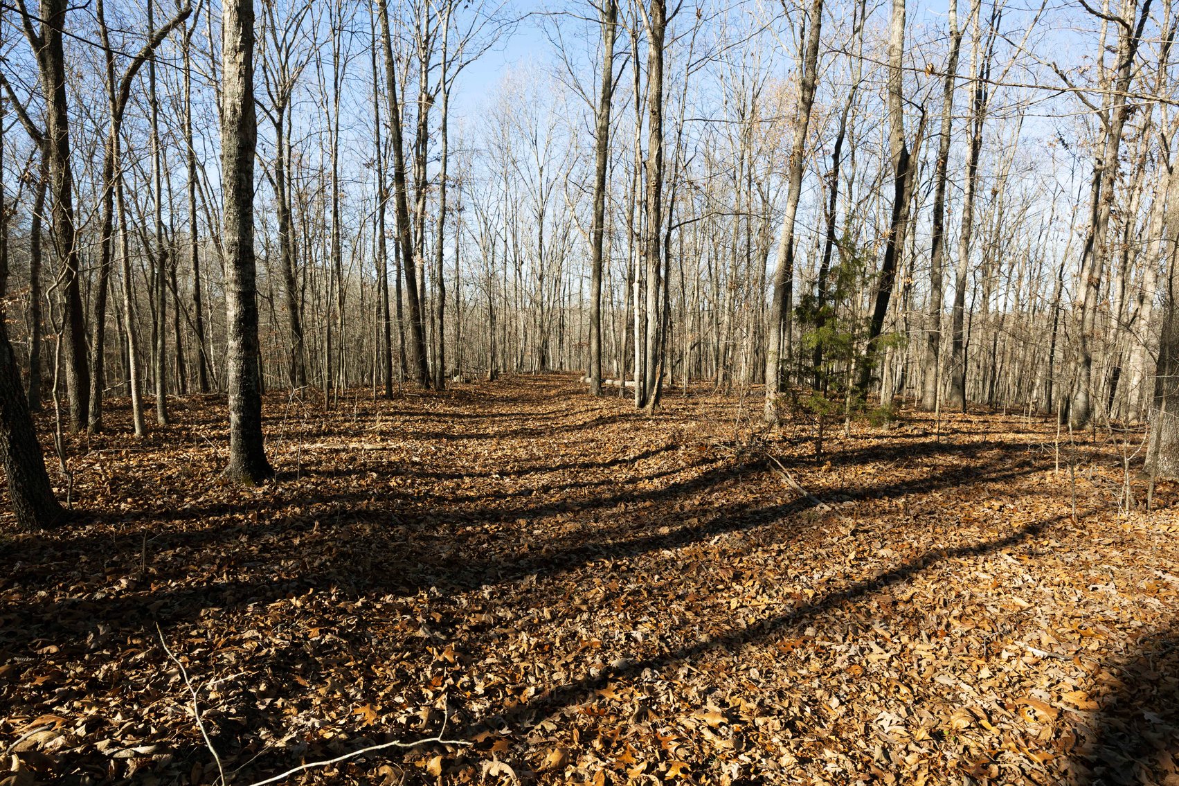 Image for 101.02 Acres M/L 23609 State Hwy OO, Marble Hill, MO 63764, MLS #26012337