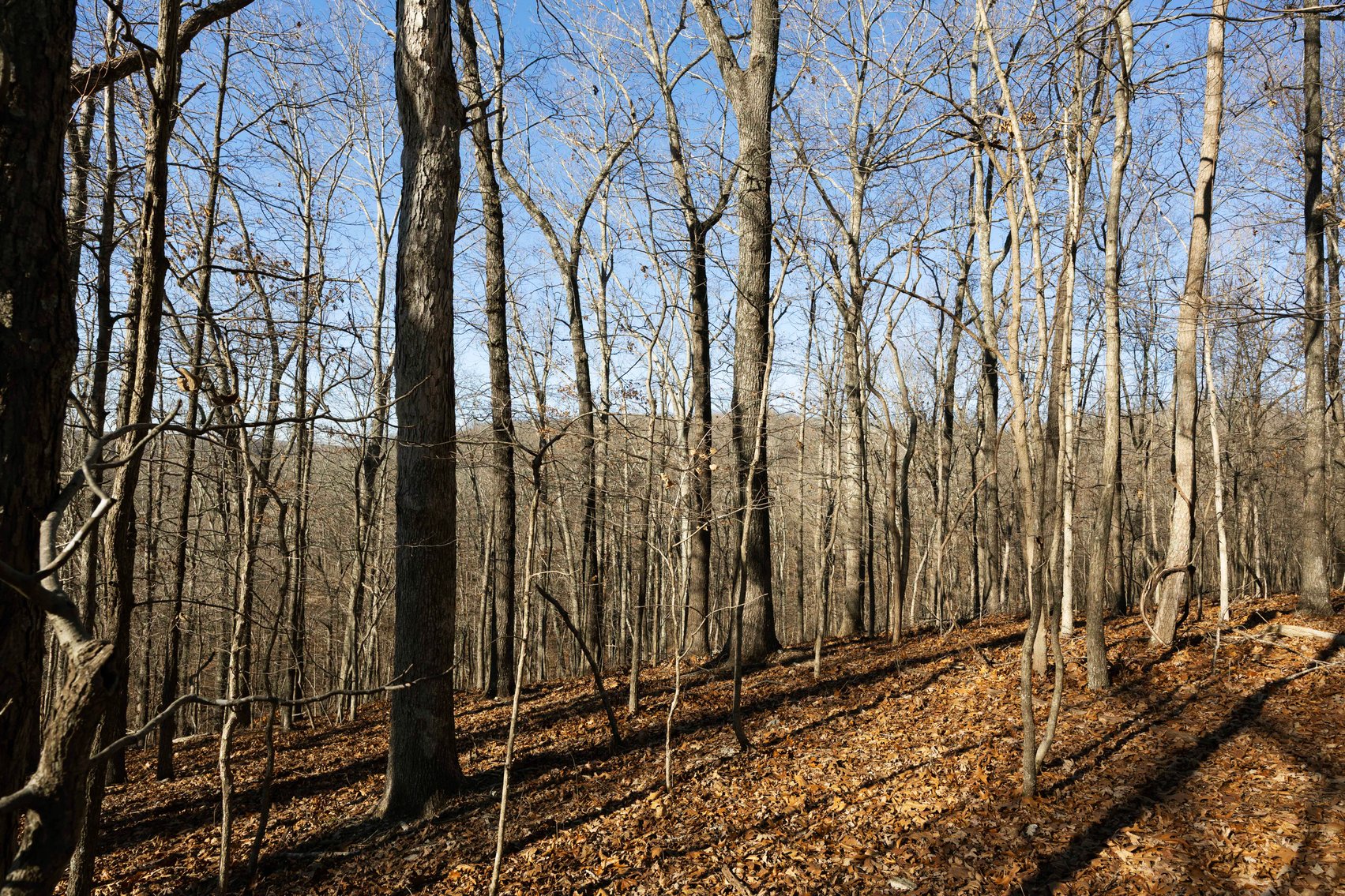 Image for 101.02 Acres M/L 23609 State Hwy OO, Marble Hill, MO 63764, MLS #26012337