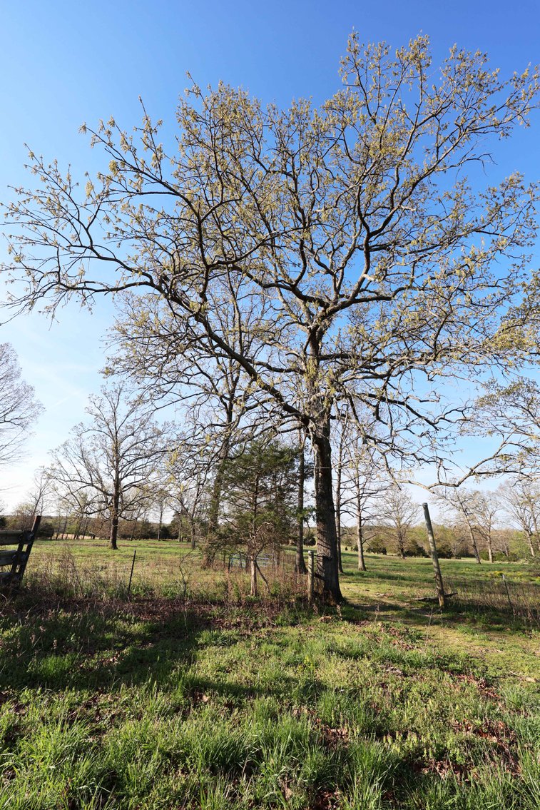 Image for Tract 1 State Hwy DD, Glen Allen, MO 63655, MLS #26022374