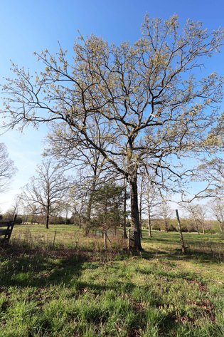 Image for Tract 1 State Hwy DD, Glen Allen, MO 63655, MLS #26022374