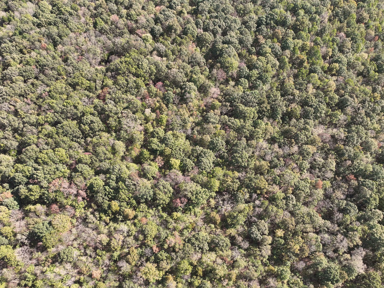 Image for Tract 3 State Hwy DD, Glen Allen, MO 63655, MLS #26022418