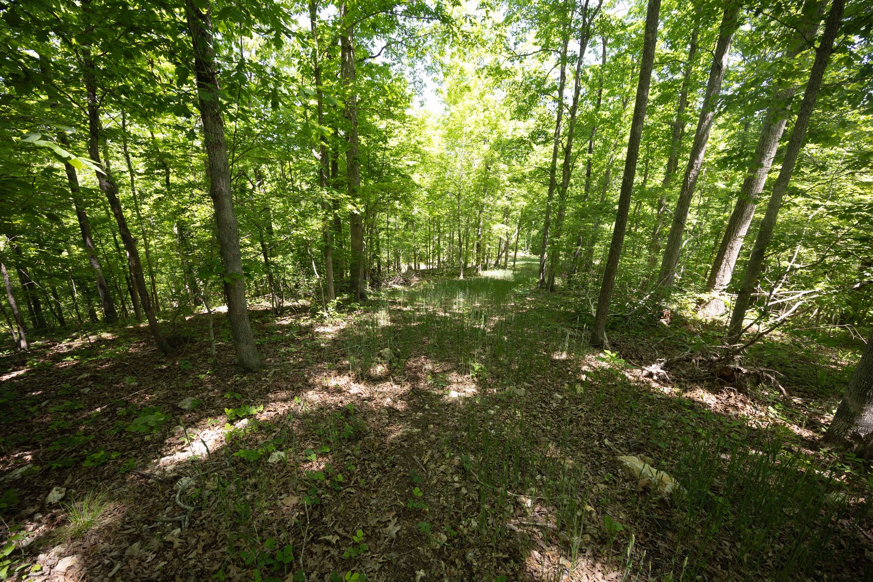 Image for 21.1 Ac +/-, Tract 4 BCR 930, Patton , MO 63662, MLS #26030017