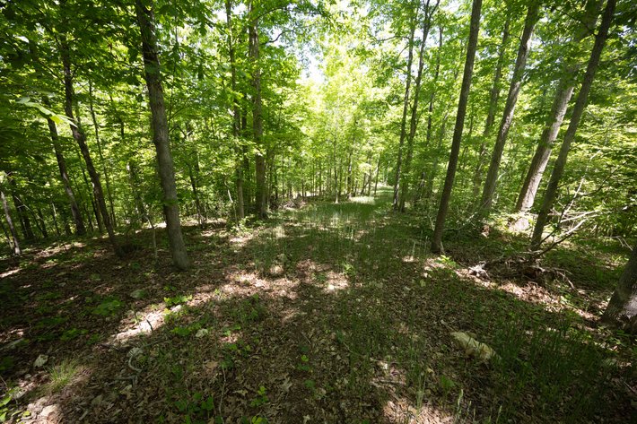 Image for 35.3 Ac +/-, Tract 5, BCR 930, Patton, MO 63662, MLS #26030022