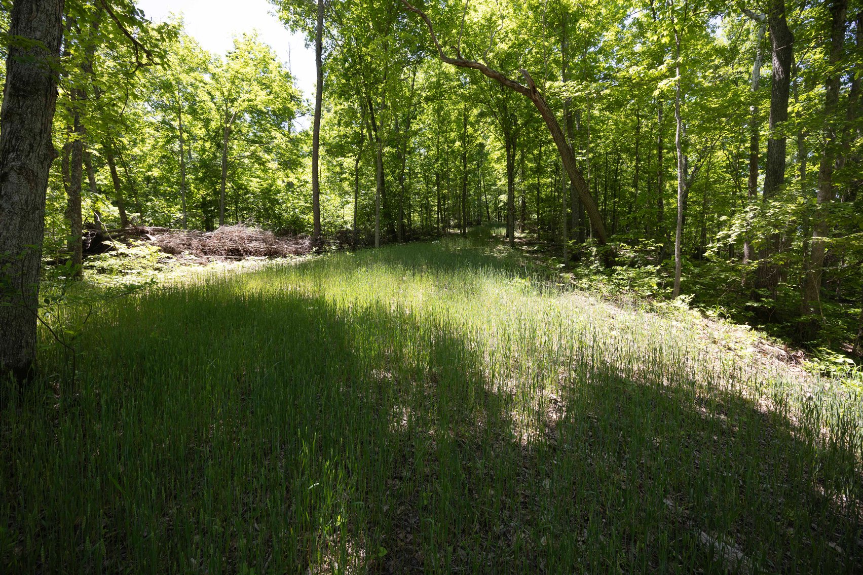 Image for 46.5 Ac +/-, Tract 3 BCR 930, Patton, MO 63662, MLS #26030011
