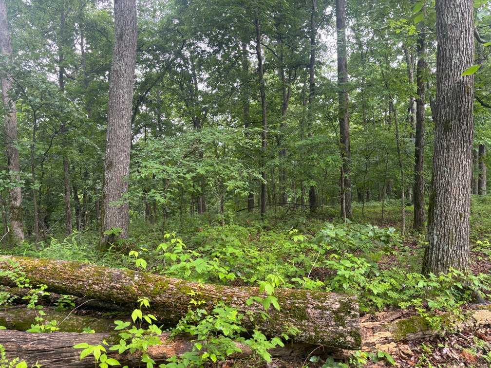 Image for 101 County Road 389, Whitewater, MO 63785, MLS # 26033854