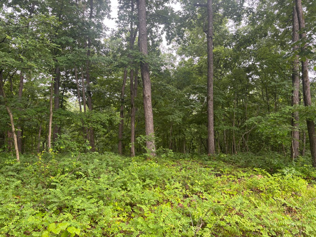 Image for 101 County Road 389, Whitewater, MO 63785, MLS # 26033854