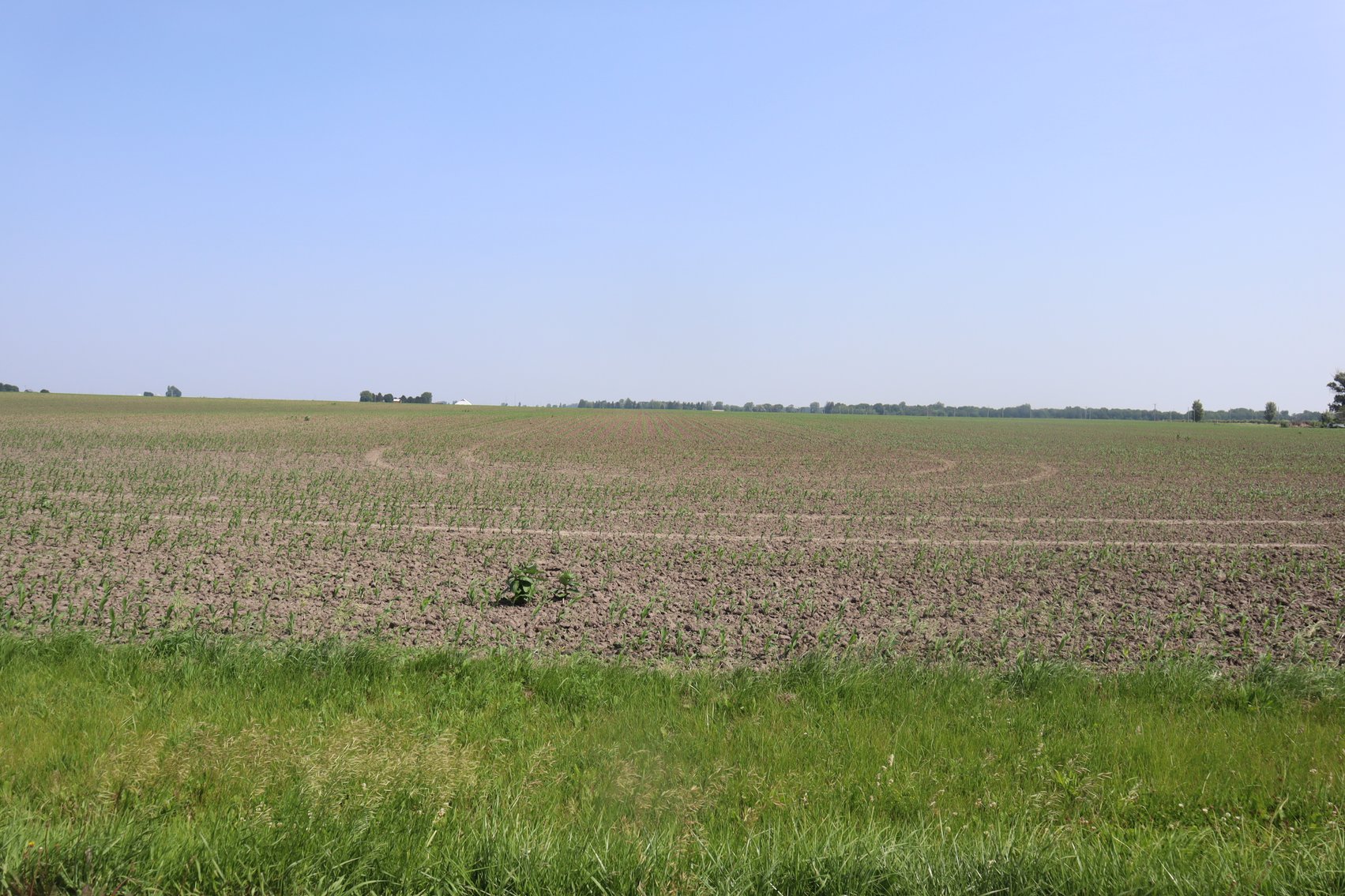Image for Michael Maynard Farmland Auction