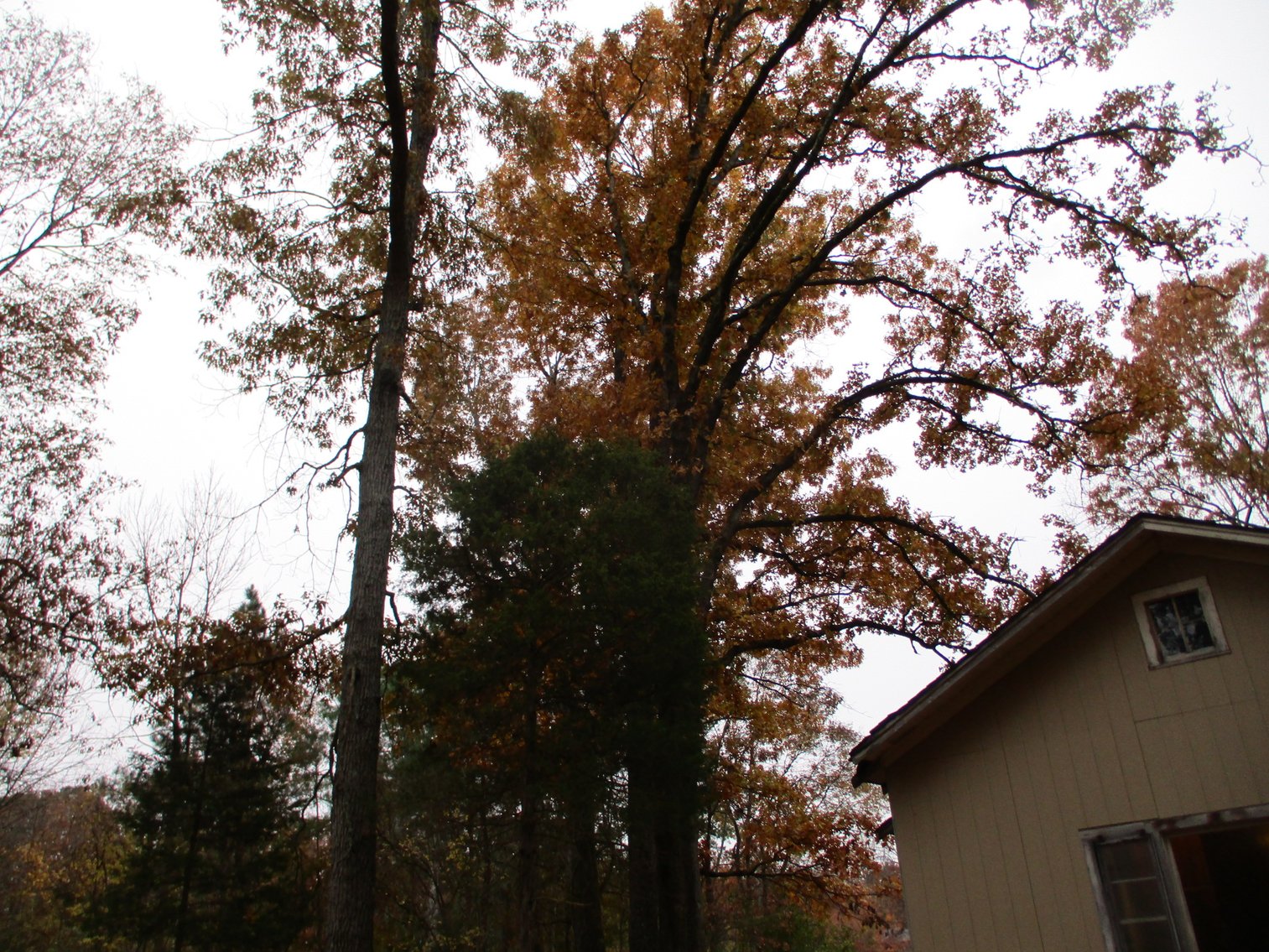 Image for 1729 Hwy 63, Williford, AR