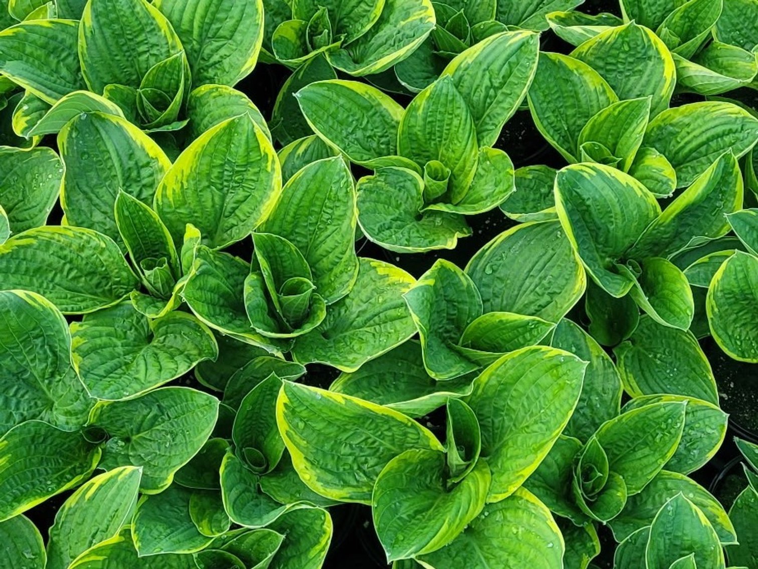 Image for The United Church of Canistota Fundraising Gala - 2026