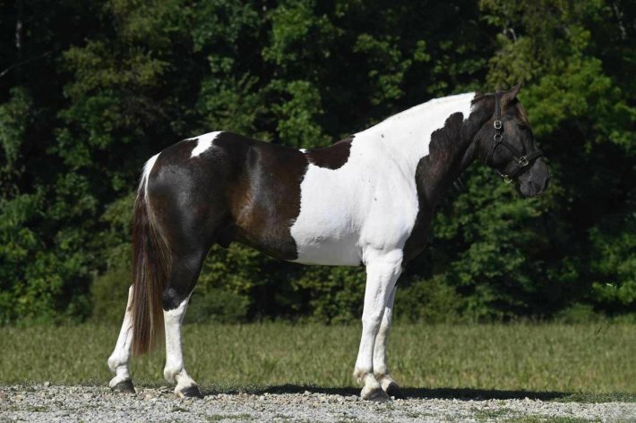 Image for The Horsemans Mission