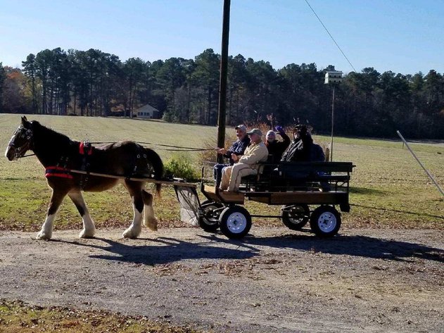 Image for Christmas Pony Sale, Lumberton Horse and Tack Auction 2024