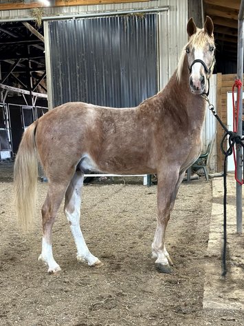 Image for Mid Eastern Kentucky Gaited Horse Sale
