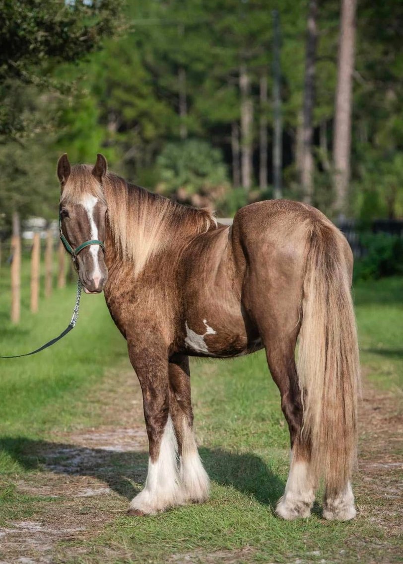 Image for Southern Premier Spring Catalog Sale