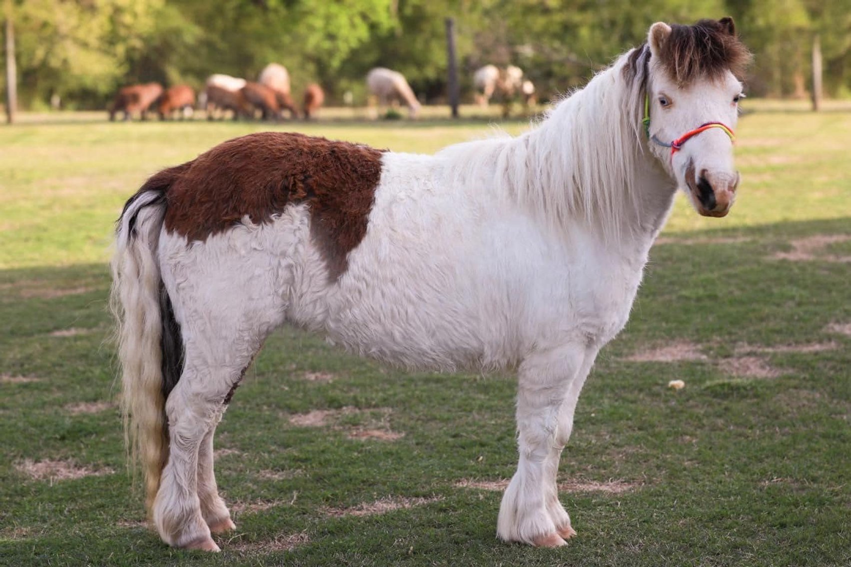 Image for Southern Premier Spring Catalog Sale
