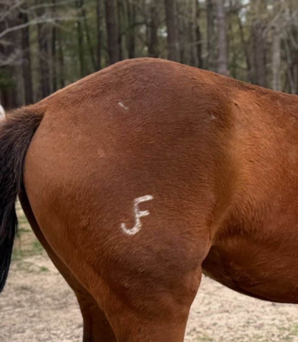 Image for Lumberton Horse and Tack Auction April 2025