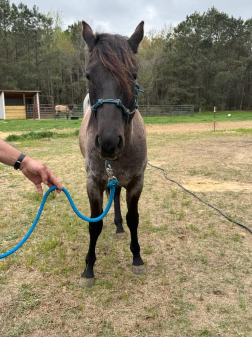 Image for Lumberton Horse and Tack Auction April 2025