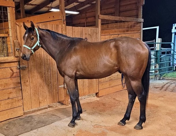 Image for Lumberton Horse and Tack Auction April 2025