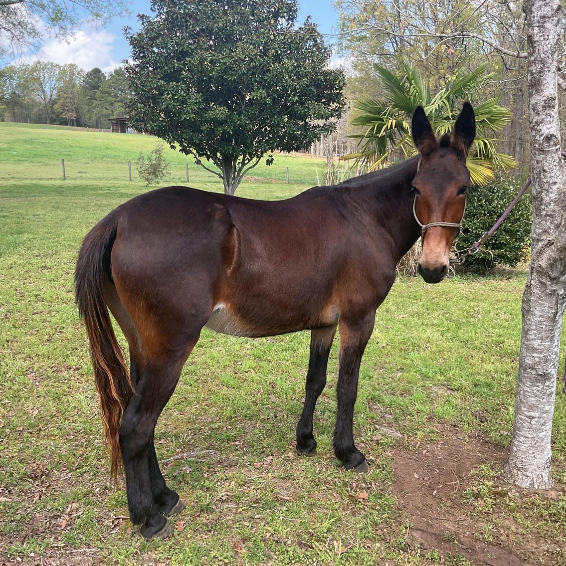 Image for Lumberton Horse and Tack Auction April 2025