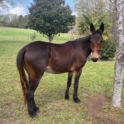 Image for Lumberton Horse and Tack Auction April 2025