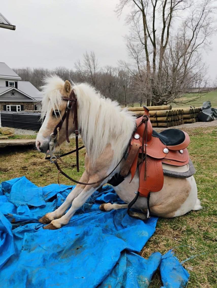 Image for Southwest Wisconsin Riding Horse Sale
