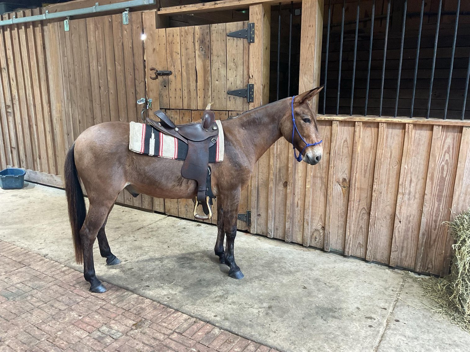 Image for Lumberton Horse and Tack Auction May2025