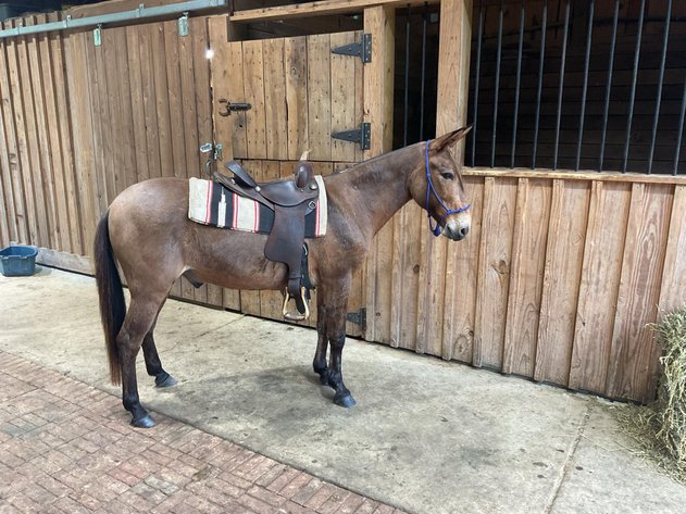 Image for Lumberton Horse and Tack Auction May2025