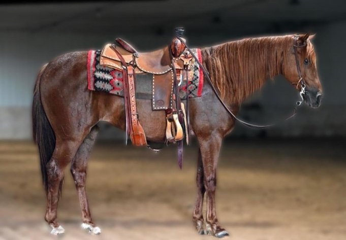 Image for All American Horse Sale- Gordyville USA