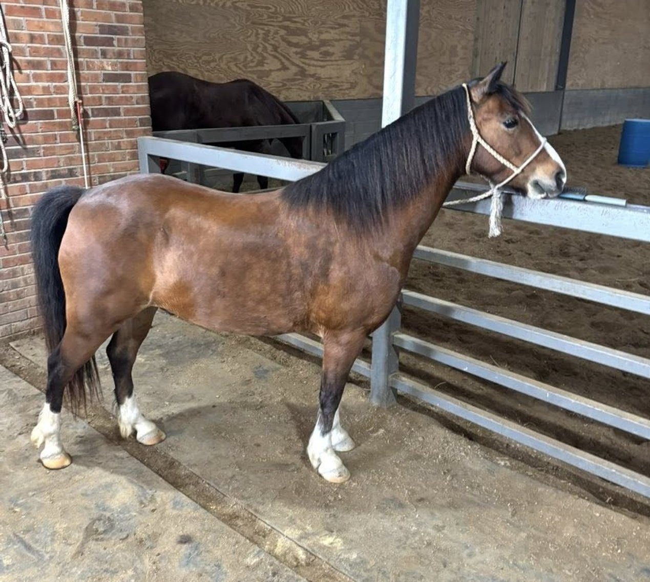 Image for All American Horse Sale- Gordyville USA