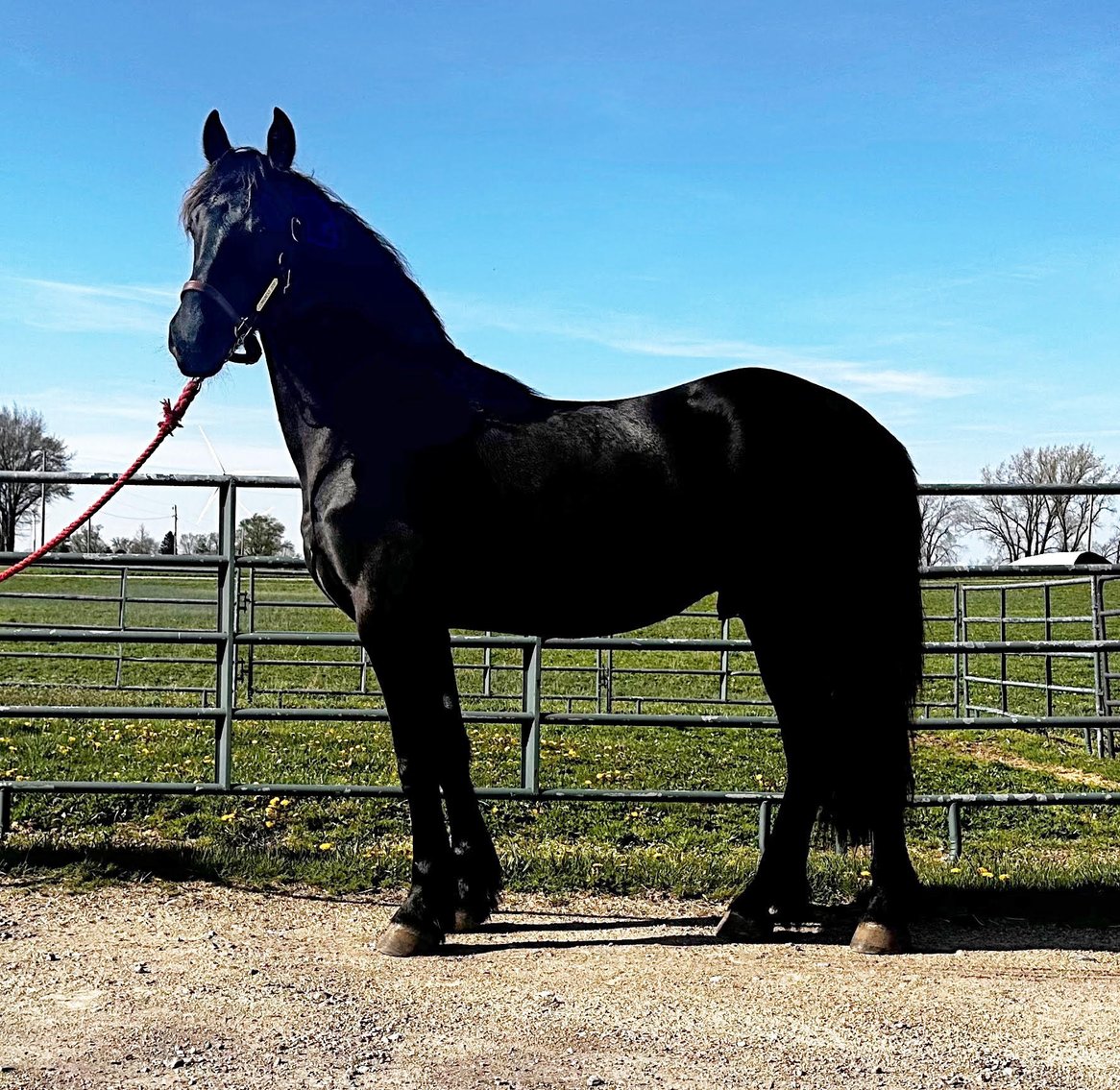Image for All American Horse Sale- Gordyville USA