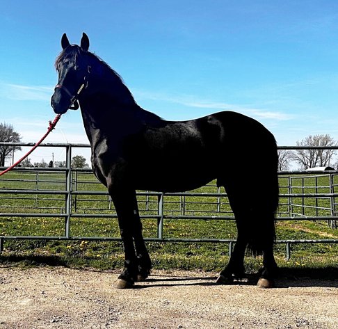 Image for All American Horse Sale- Gordyville USA