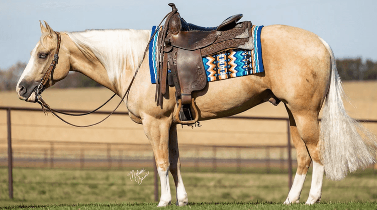Image for All American Horse Sale- Gordyville USA