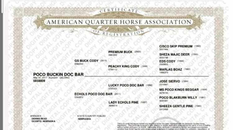 Image for All American Horse Sale- Gordyville USA